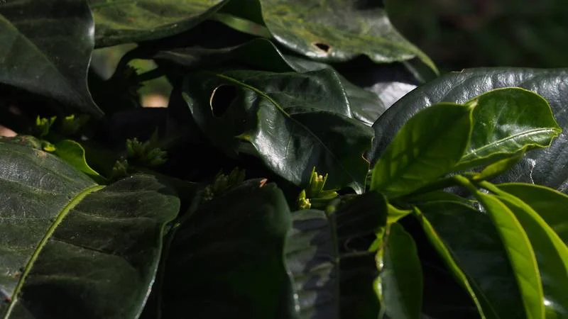 El Salvador Origins