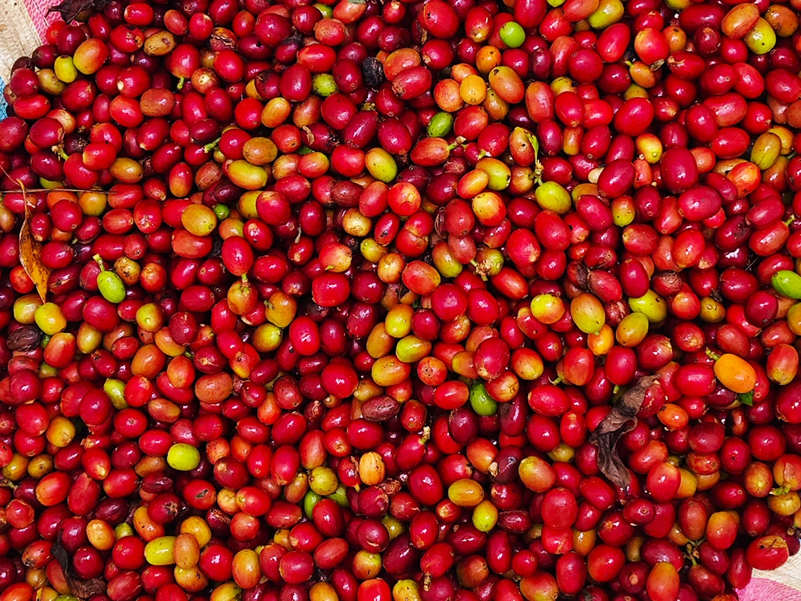 Fest Coffee Mission