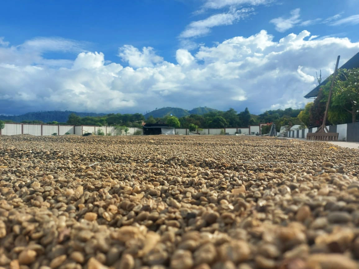 Fest Coffee Mission